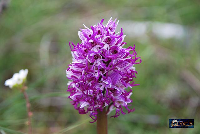 orchis   simia.JPG
